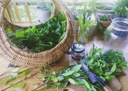 Fresh herbs on a table